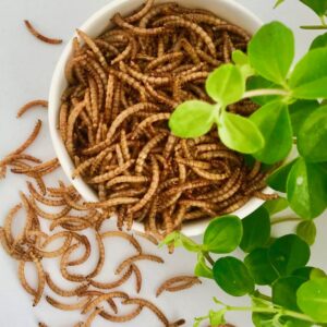 insekt snack – melorme uden tilsat smag
